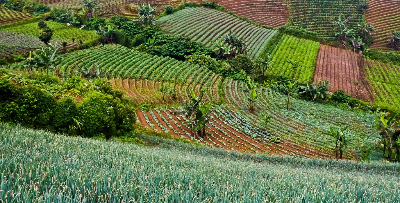 Champs et irrigation agricole